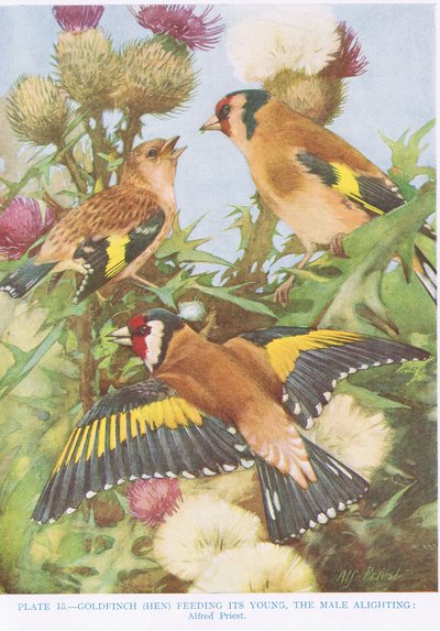 Goldfinch feeding its young, illustration from 
